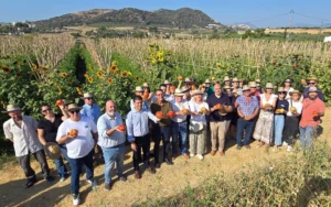 El Tomate Huevo Toro vuelve a conquistar el verano con buenas perspectivas de cosecha