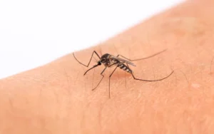 Un hombre de Pizarra, primer caso de virus del Nilo registrado este año en Málaga