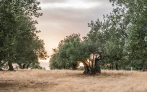UPA Andalucía organiza en Alozaina una jornada sobre la protección de las explotaciones de olivar