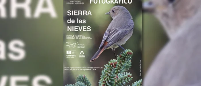 plantilla copia