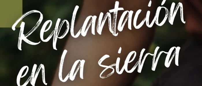 plantilla copia