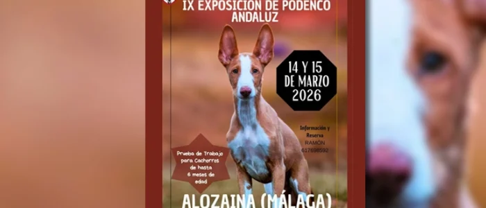 plantilla copia