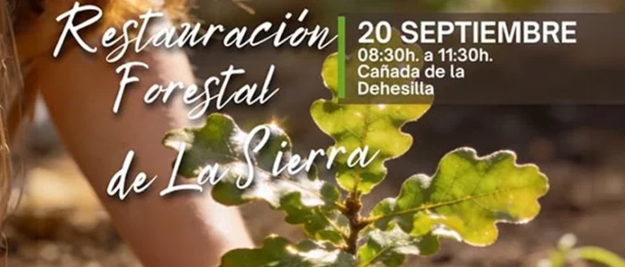 plantilla copia