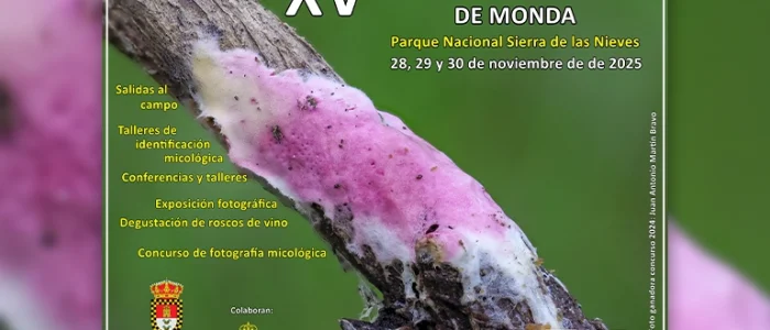 plantilla copia
