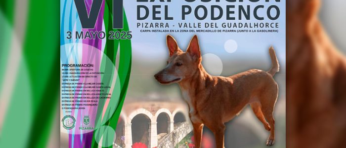 plantilla copia